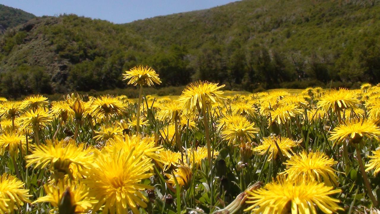 Valle Del Carrileufu Villa Cholila Bagian luar foto